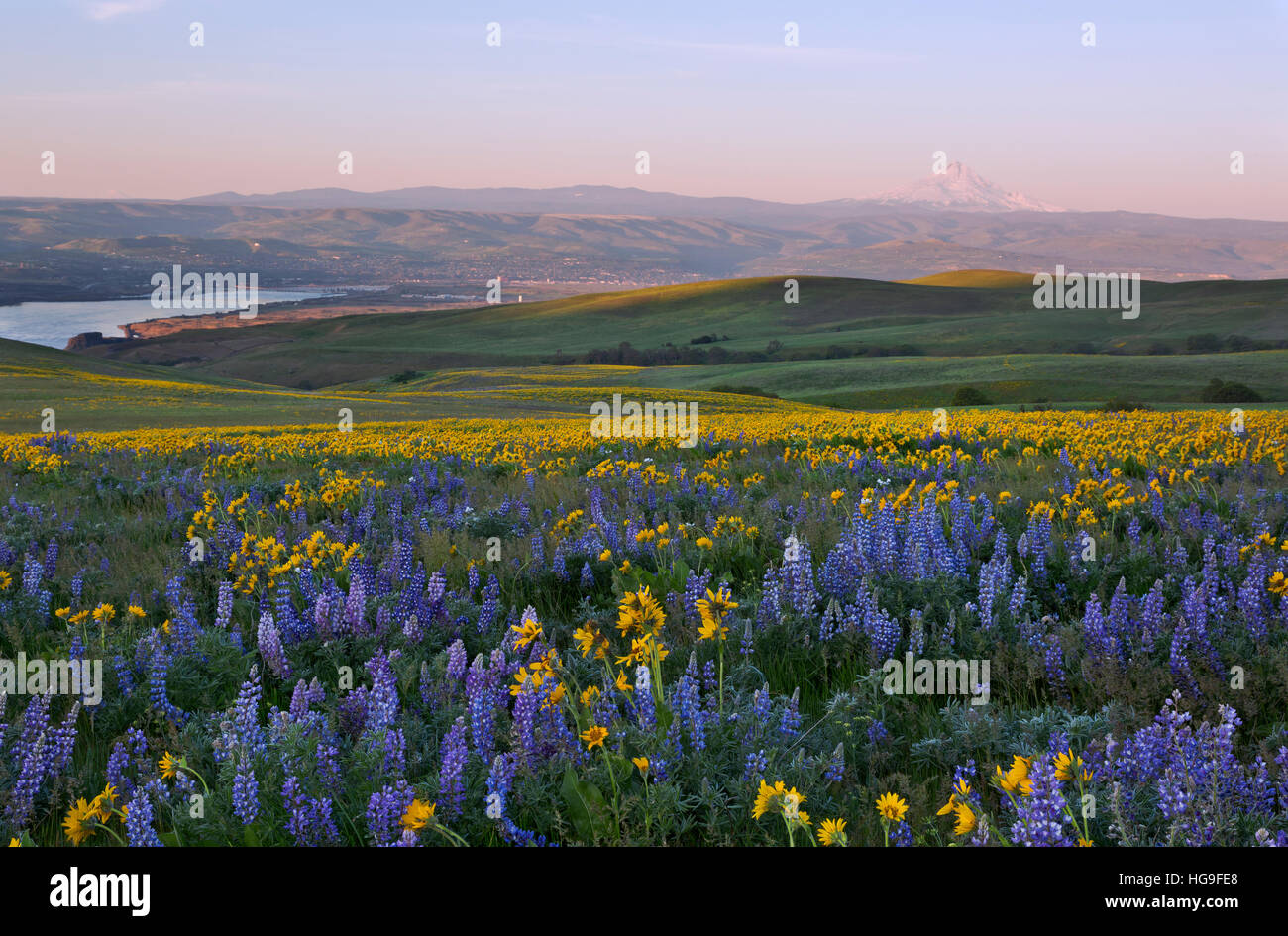 Balsamroot and lupine covered meadows of Dalles Mountain Ranch located in view of Mount Hood and Mount Jefferson. Stock Photo