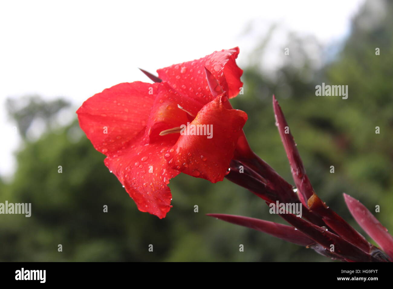 Sikkim Flower Stock Photo Alamy