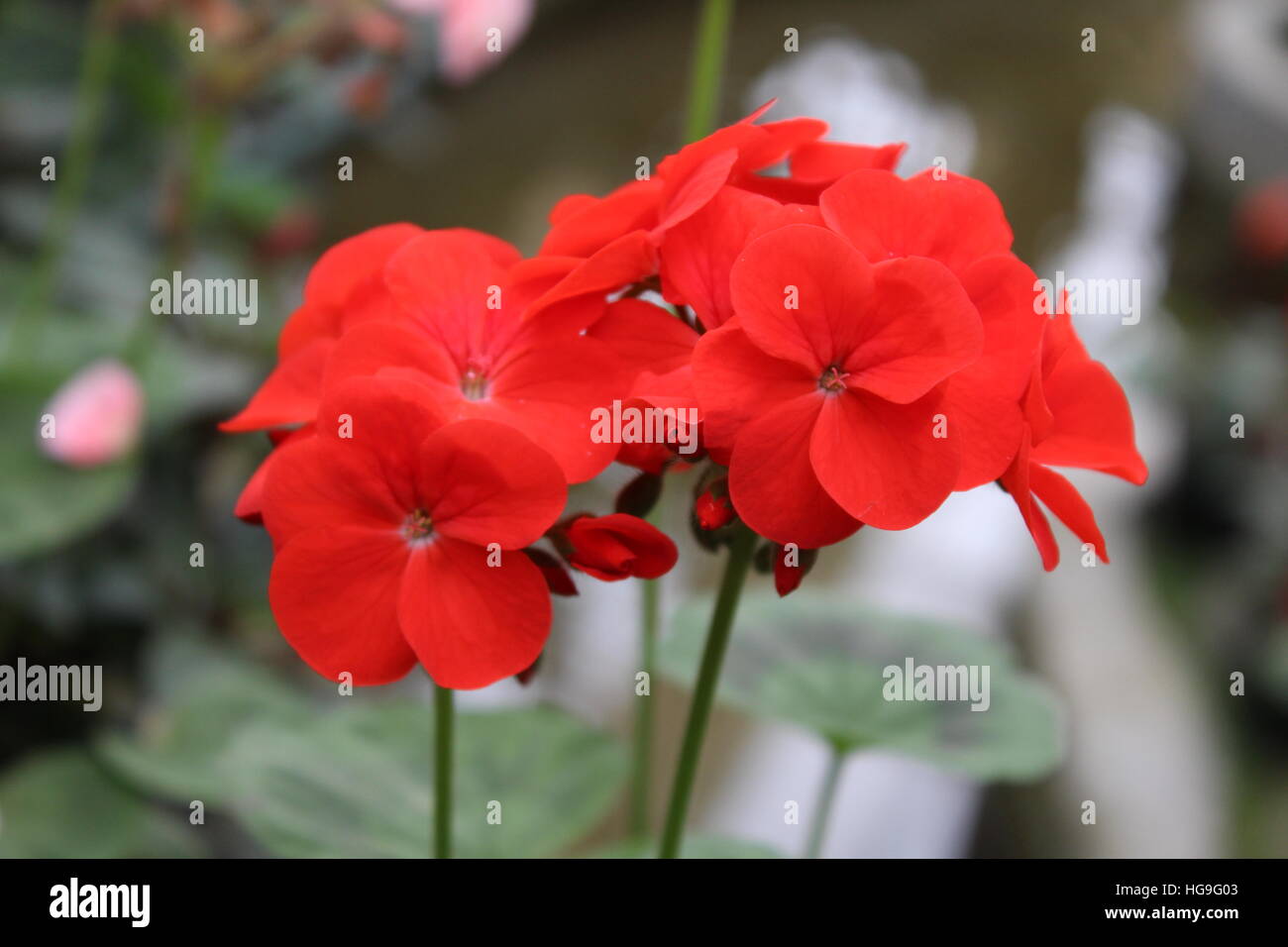Sikkim flower hires stock photography and images Alamy