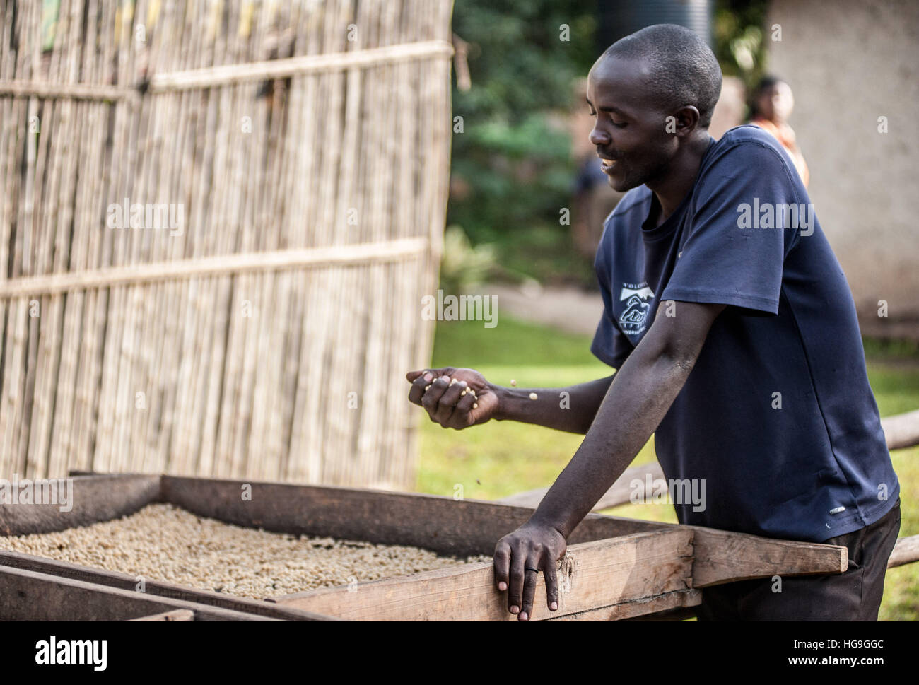 Coffee processing Eastern Uganda Stock Photo Alamy