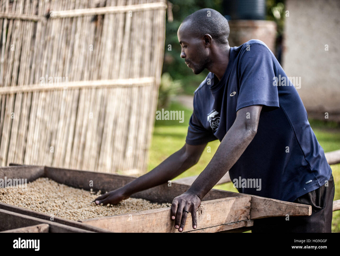 Coffee processing Eastern Uganda Stock Photo Alamy