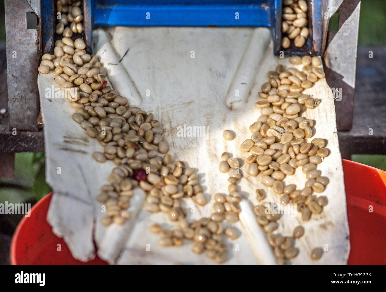 Coffee processing Eastern Uganda Stock Photo Alamy