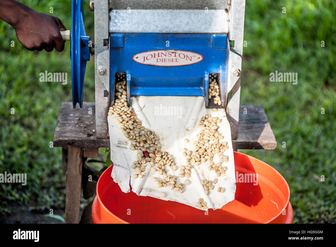 Coffee processing Eastern Uganda Stock Photo Alamy