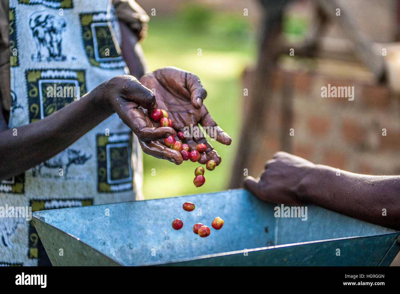 Coffee processing Eastern Uganda Stock Photo Alamy