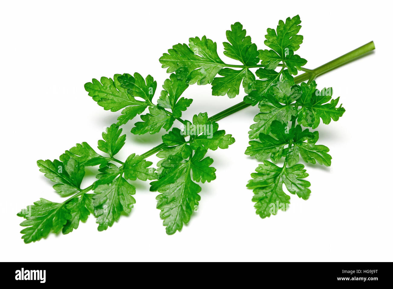 Curled parsley garden Cut Out Stock Images & Pictures Alamy