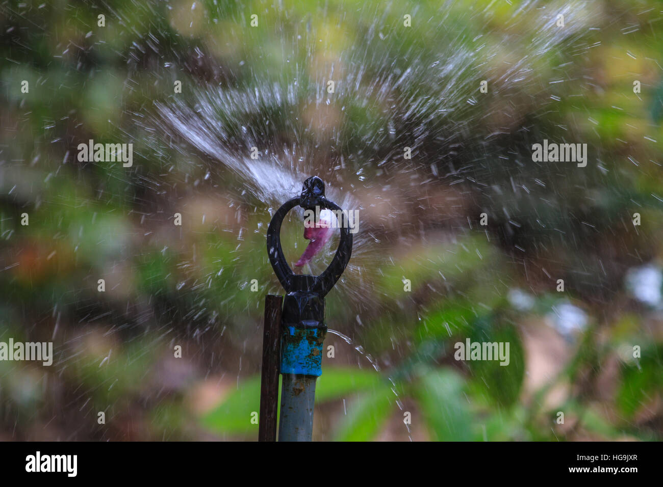 irrigation of agricultural field, water sprinkler Stock Photo