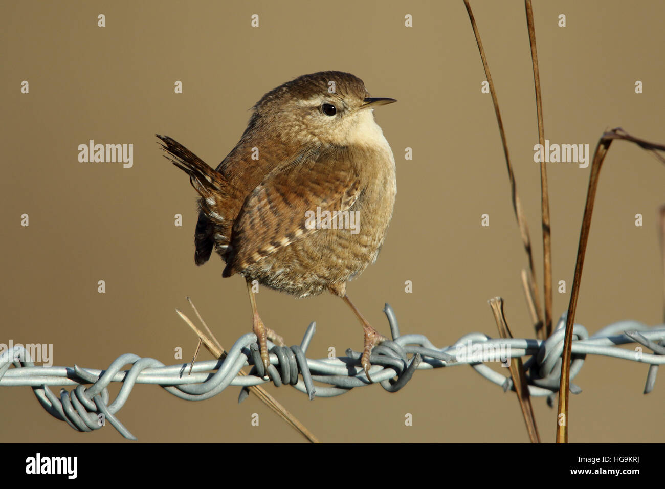 Eurasian Wren Troglodytes troglodytes male in winter plumage perched on a barbed wire fence Stock Photo