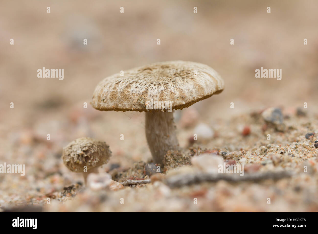 Fiber head mushroom Stock Photo
