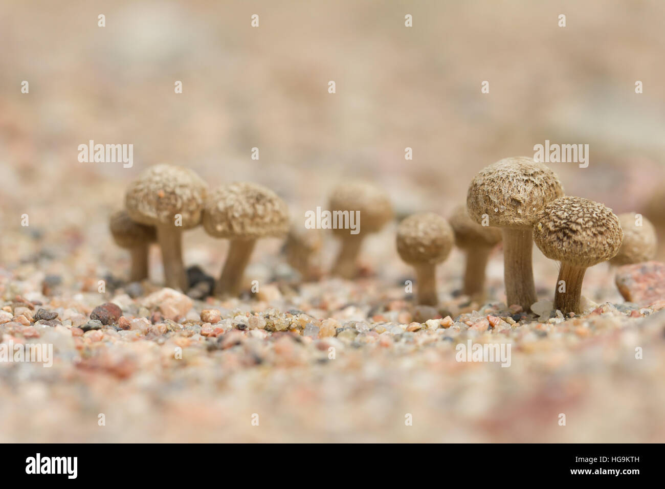 Fiber head mushroom Stock Photo