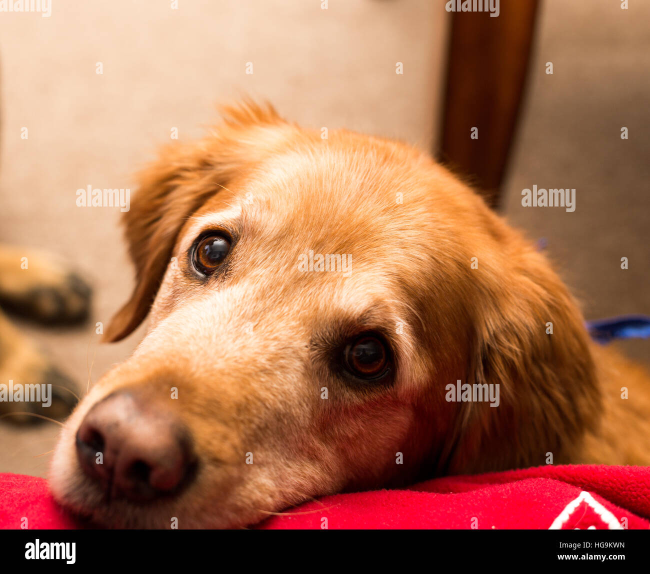 Golden retriever dog laying on a red blanket. Stock Photo