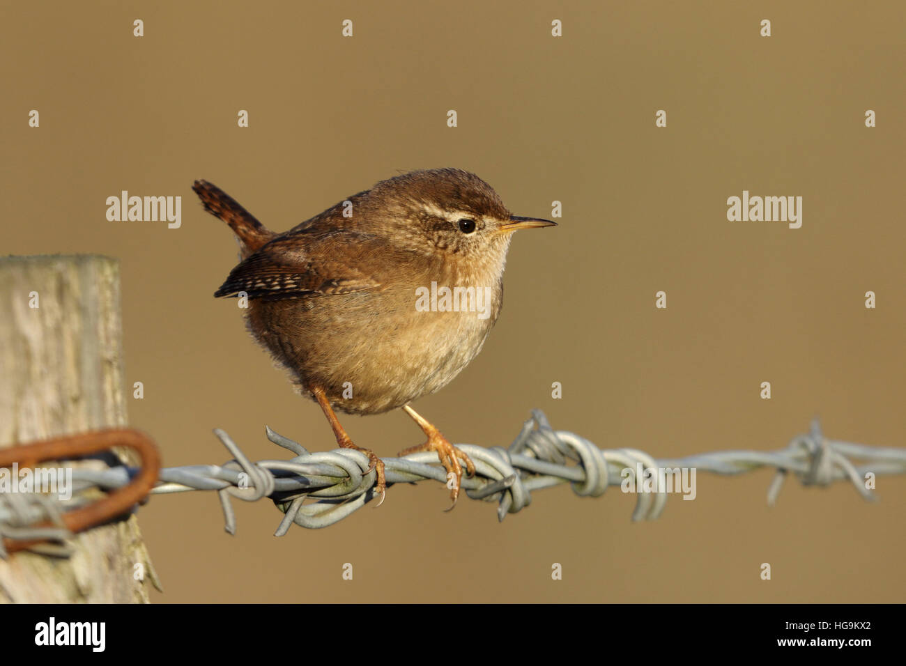 Eurasian Wren Troglodytes troglodytes male in winter plumage perched on a barbed wire fence Stock Photo