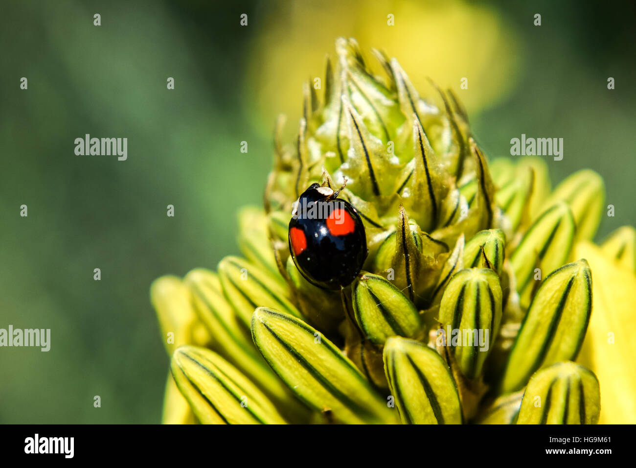 Black Lady Bird Stock Photo