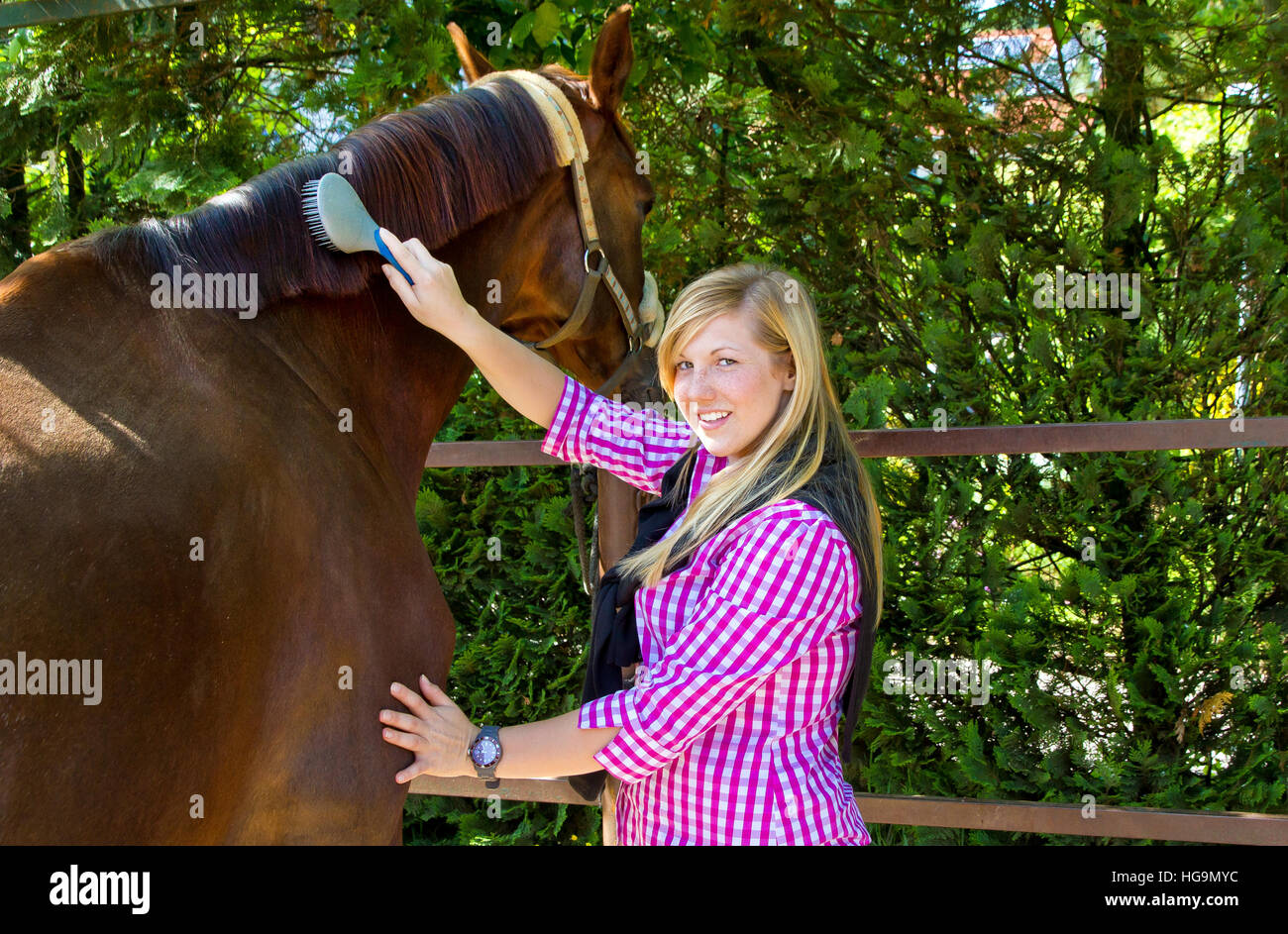 Brushing horse hires stock photography and images Alamy