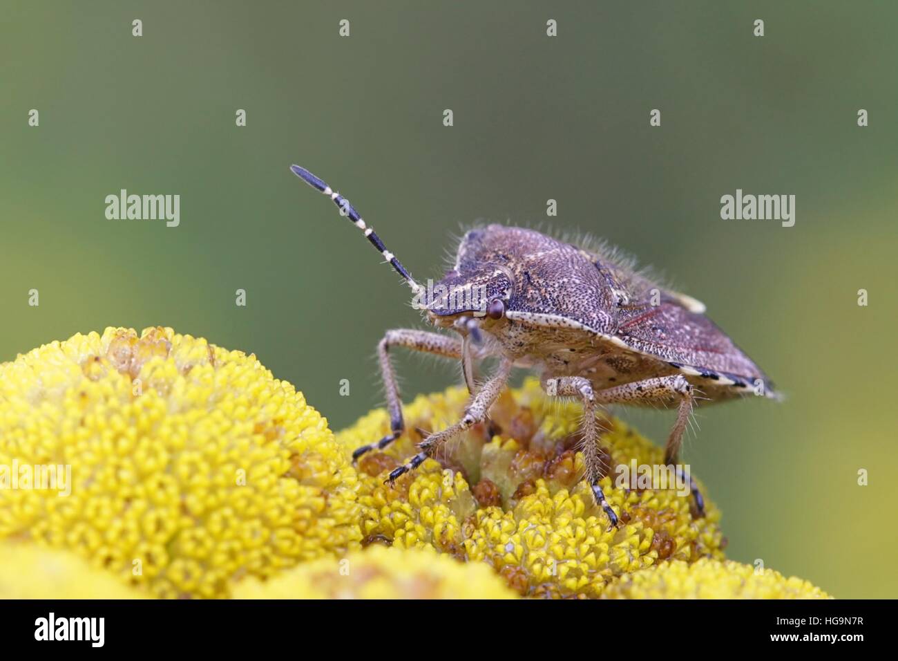 Nymph of Sloe Bug and flowers of Tansy Stock Photo