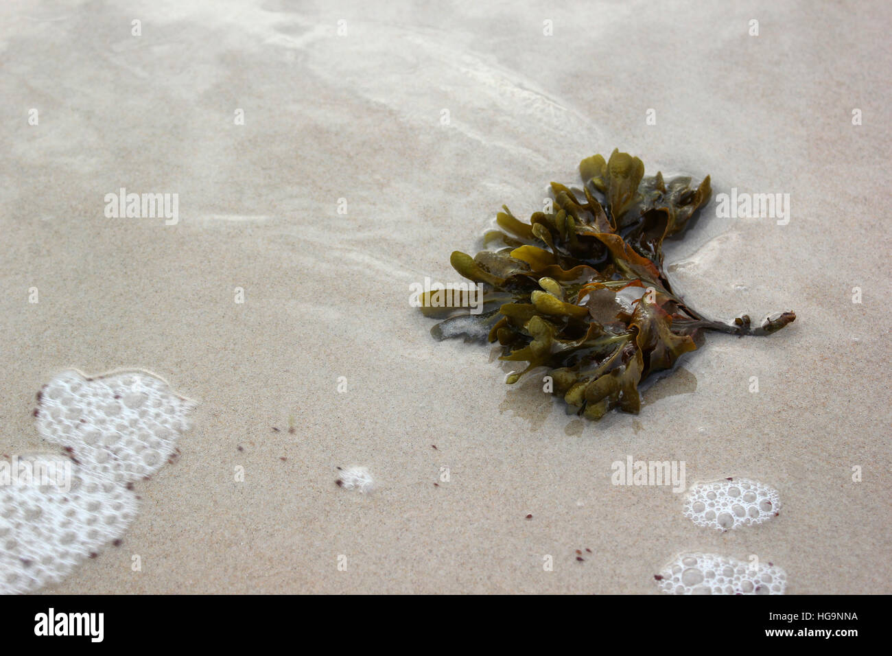 Seaweed - Fucus Vesiculosus (bladder wrack) washed up on beach Stock Photo