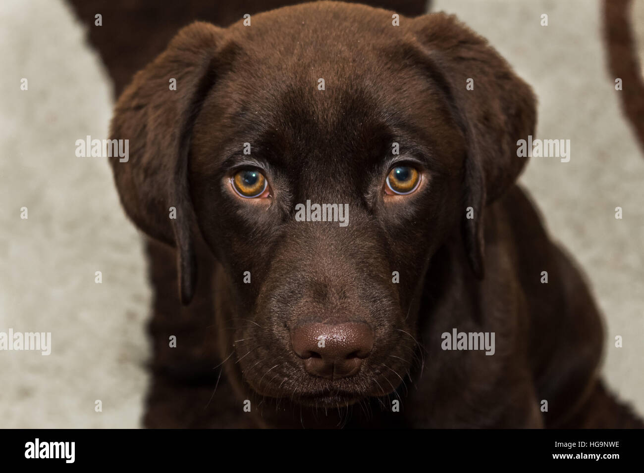15 week old chocolate labrador with striking eyes sits on the living room floor and patiently awaits a treat for being good. Stock Photo