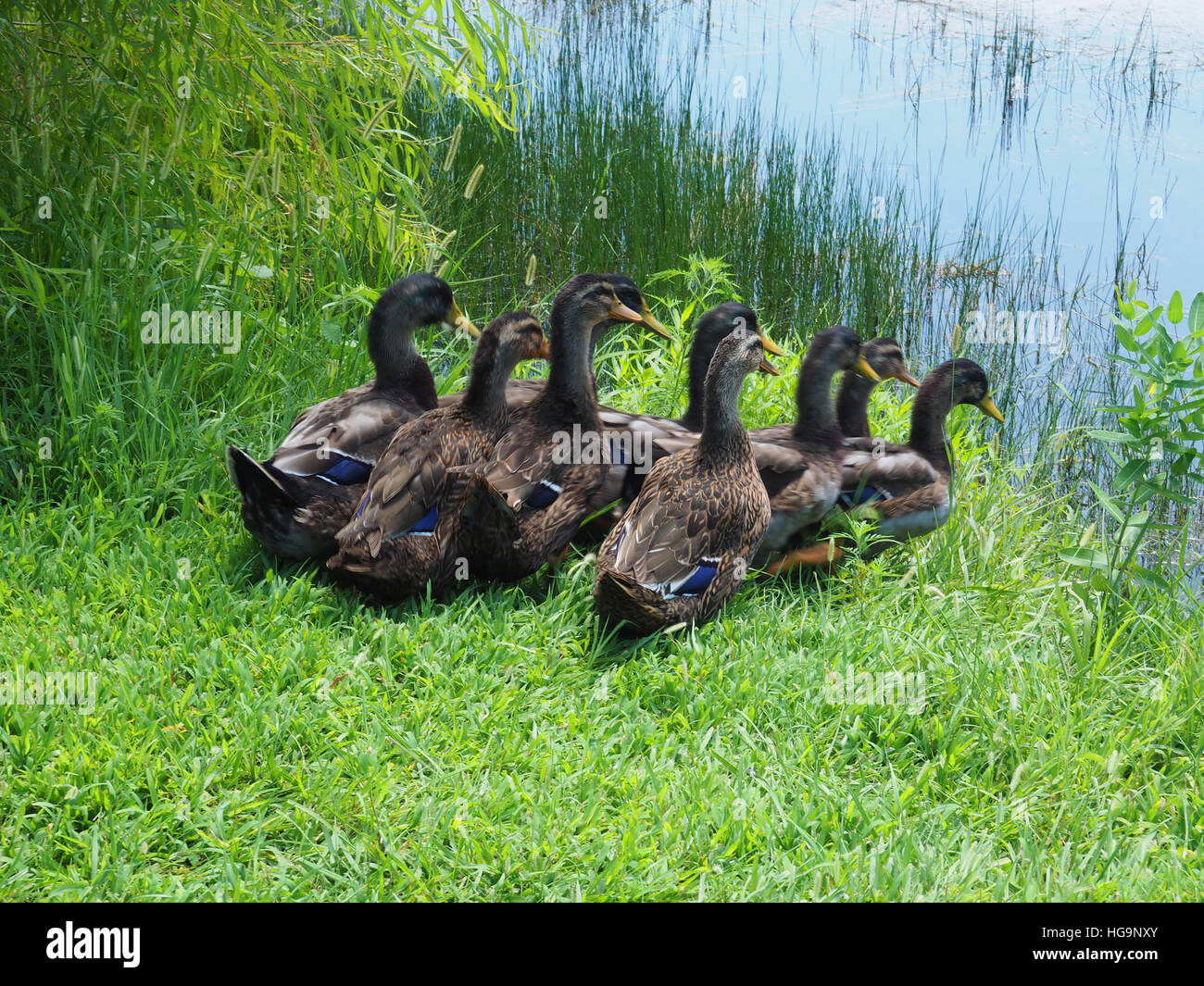 group of young rouen ducks including drakes and hens by a pond Stock Photo Alamy