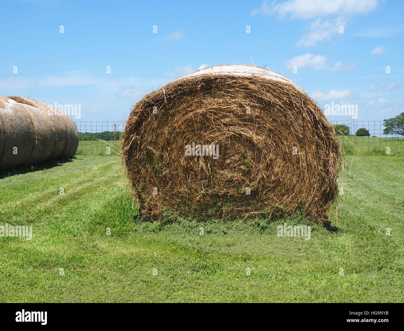 large round rolled hay bale used as animal fodder Stock Photo