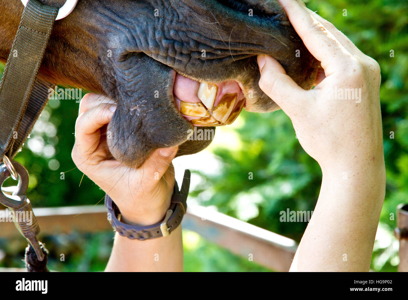 Controlling the teeth of a horse Stock Photo
