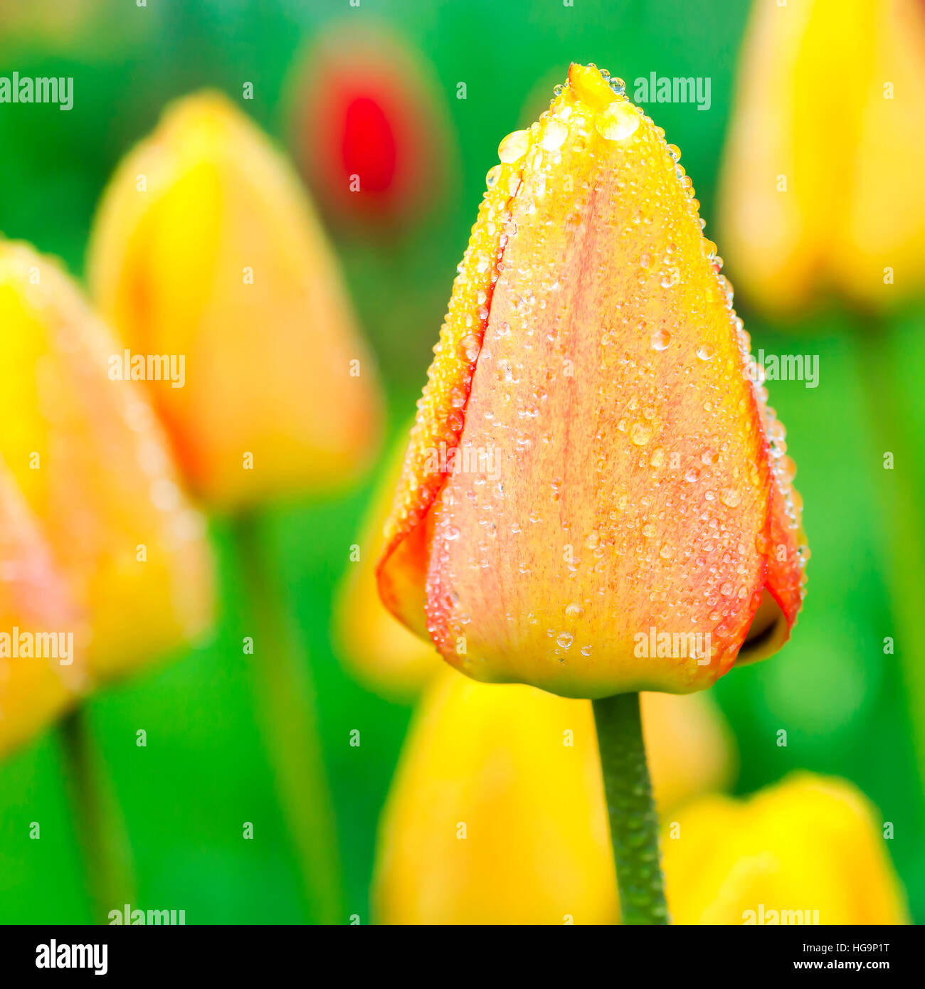 Tulips covered in dew in the home garden. Inspired by the  color of the year 2017, Greenery Stock Photo