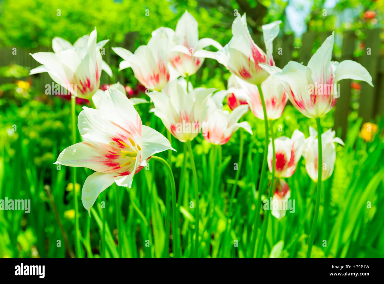 Vibrant backlit lily flowering tulips in the spring garden inspired by the  color of the year 2017, Greenery Stock Photo