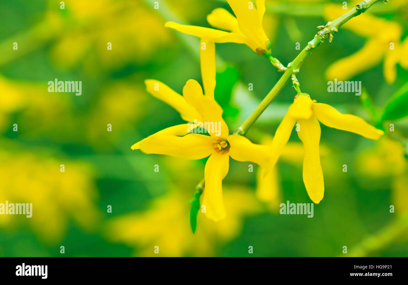 Extream shallow depth of field on a forsythia flower in the early spring garden. Inspired by the 2017 color of the year, greenery. Stock Photo