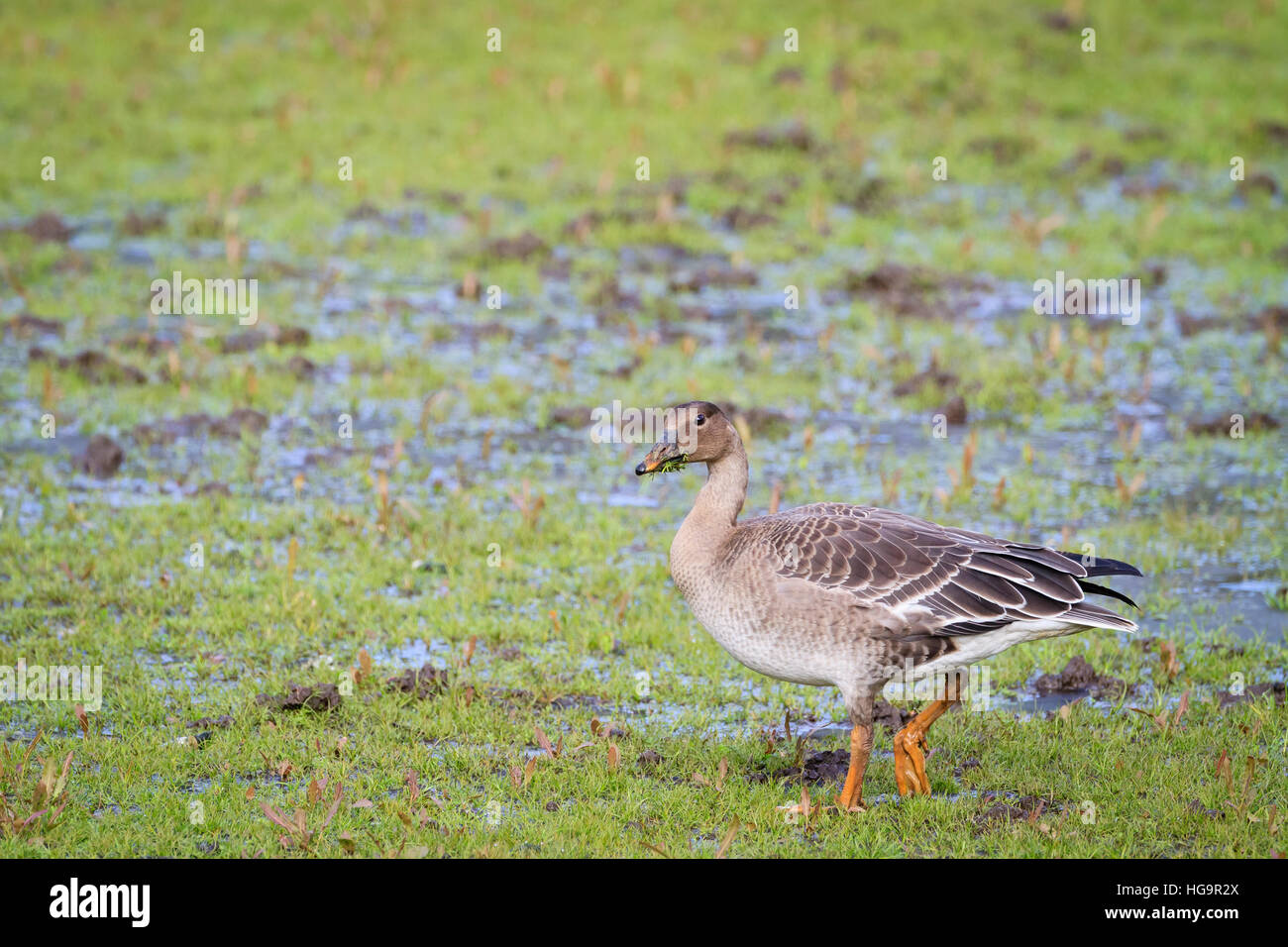 Bean Goose (Anser fabalis fabalis) feeding in habitat. Lower Silesia. Poland. Stock Photo