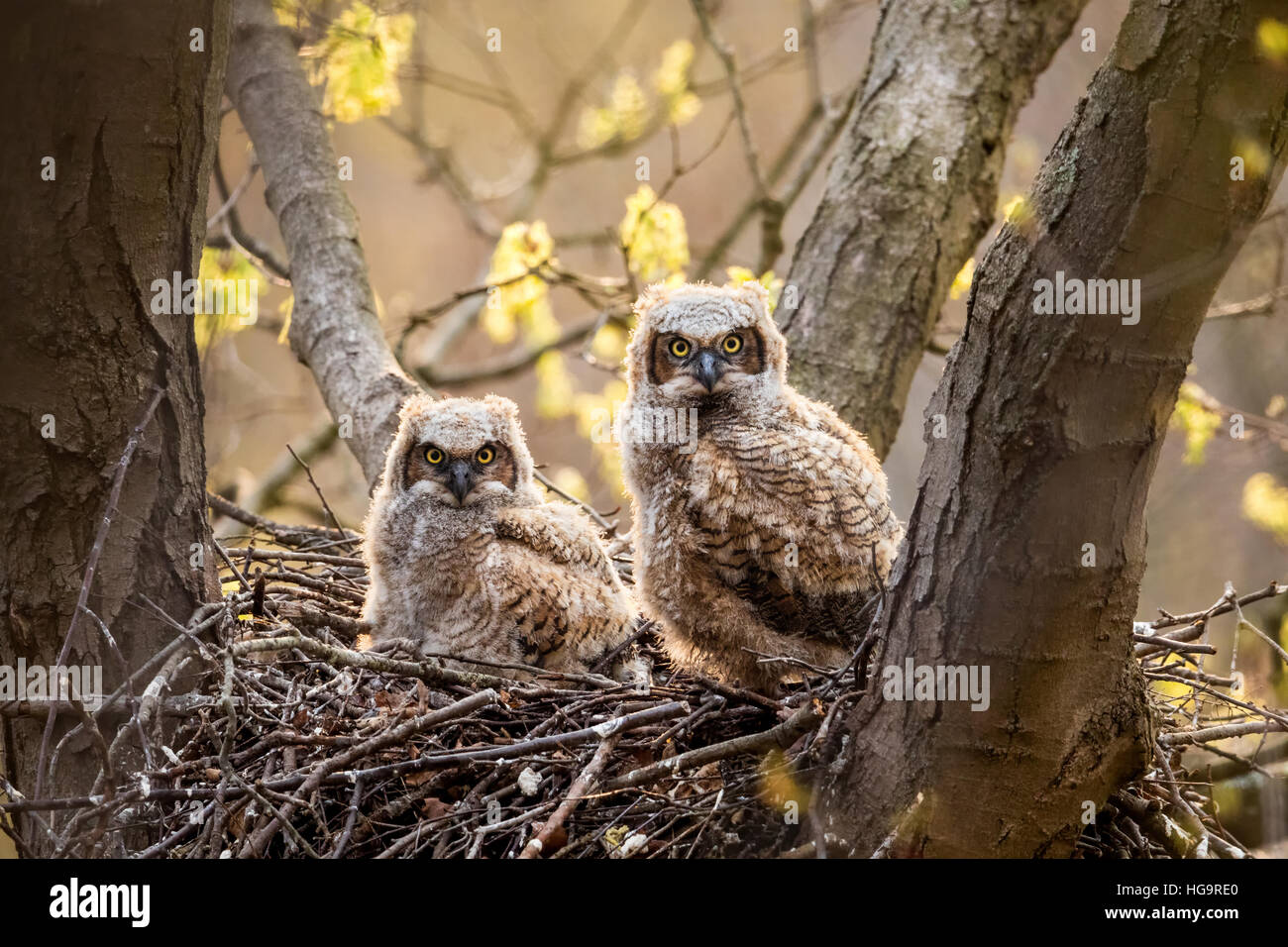 Two Great Horned Owlets in the nest Stock Photo Alamy