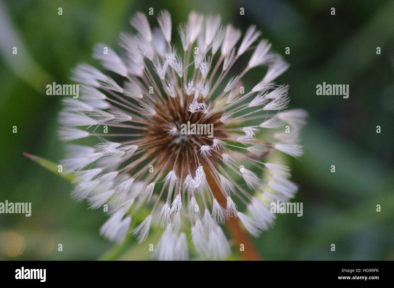 White dandelion bloom with fuzzy frosty tips. Stock Photo