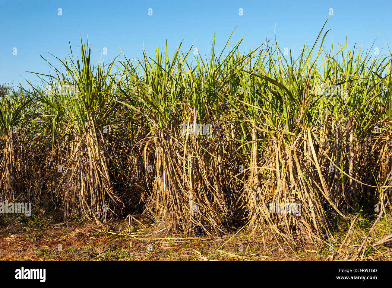 Sugarcane (Saccharum officinarum) plantation in the State of Sao Paulo, Southeast region of Brazil. Stock Photo