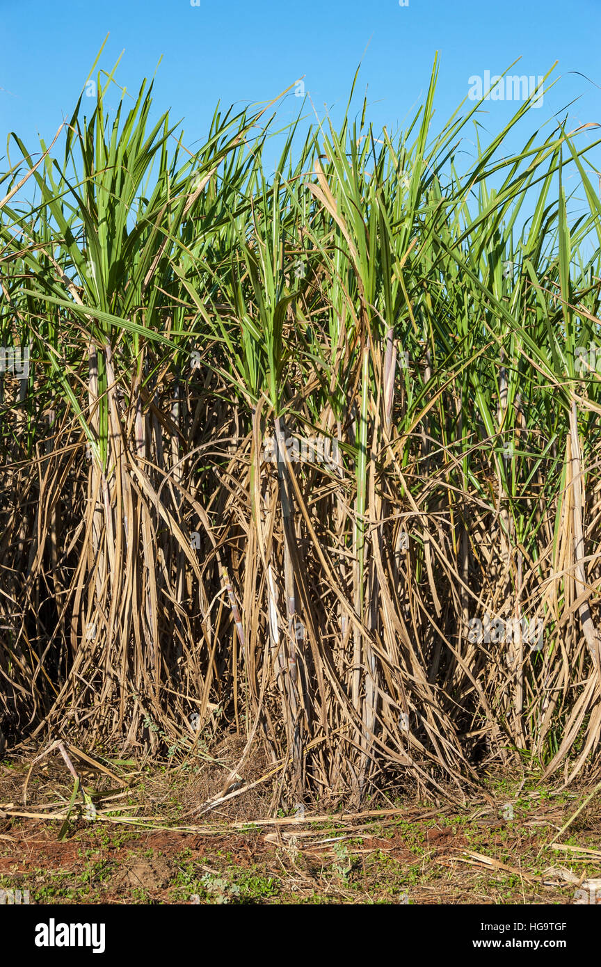 Sugarcane plants (Saccharum officinarum) in the State of Sao Paulo, Southeast region of Brazil. Stock Photo