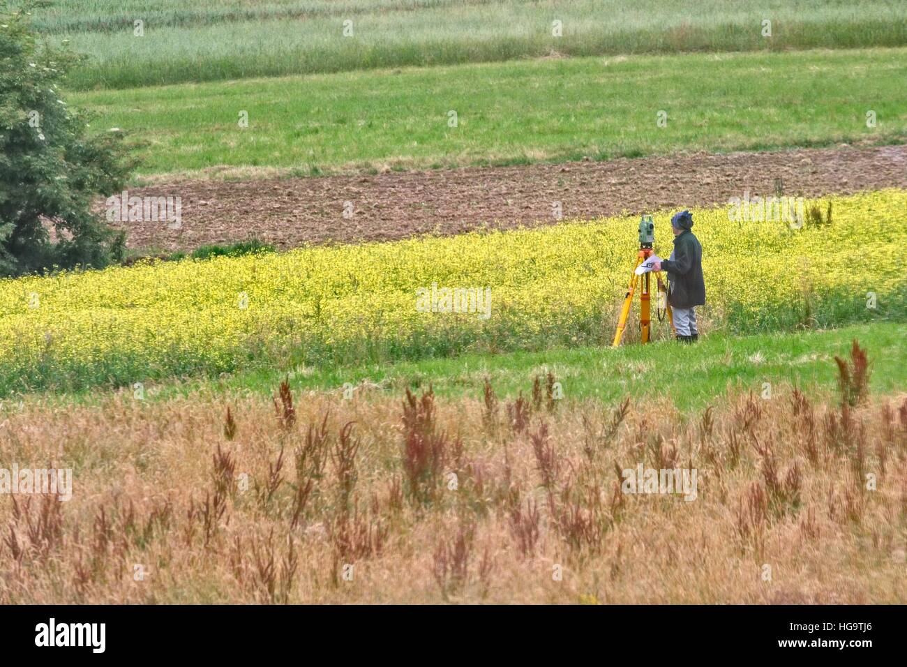 Surveyor at work on a field of yellow rape Stock Photo