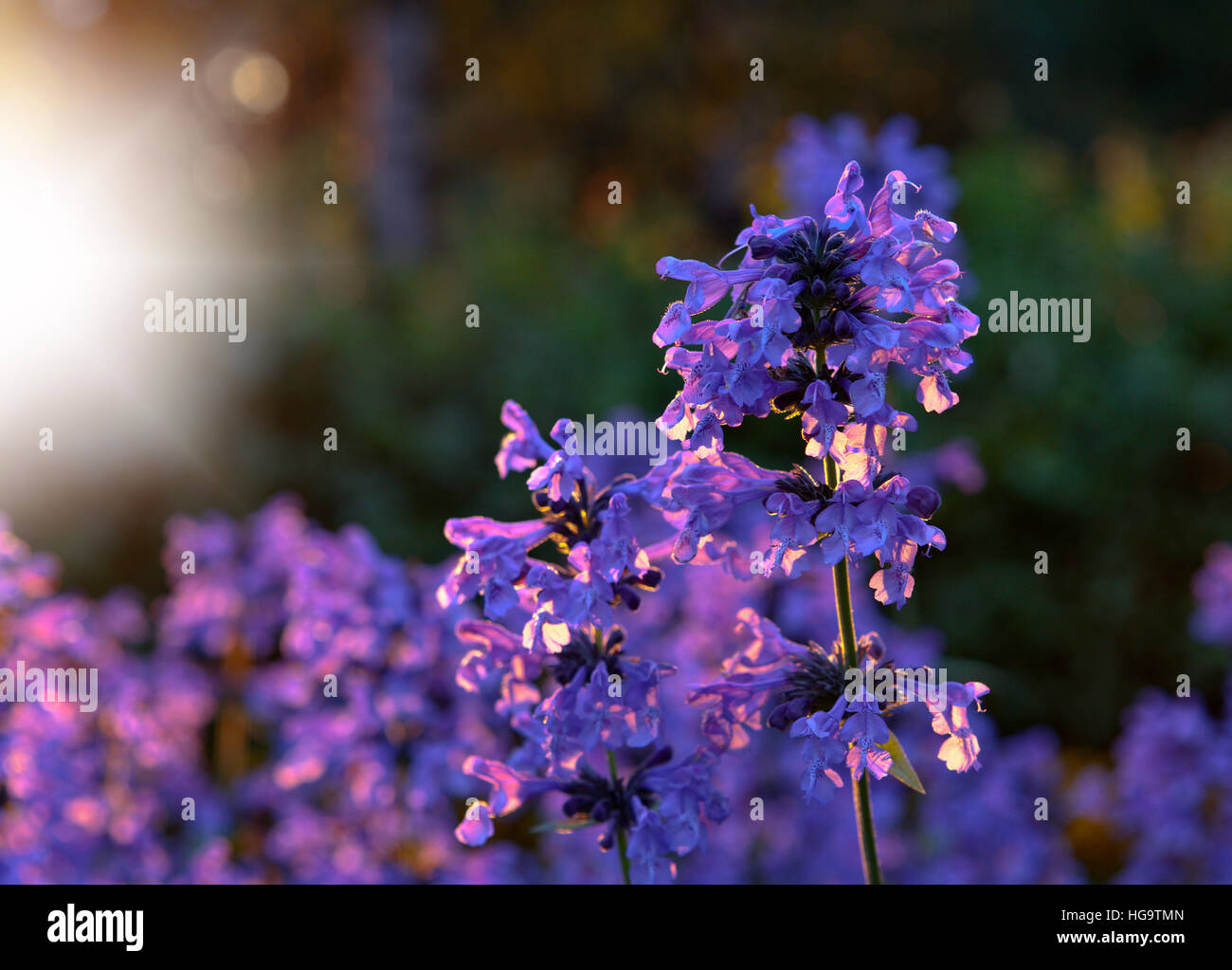 Purple flowers in closeup, macro and backlight. Common flower in the ...