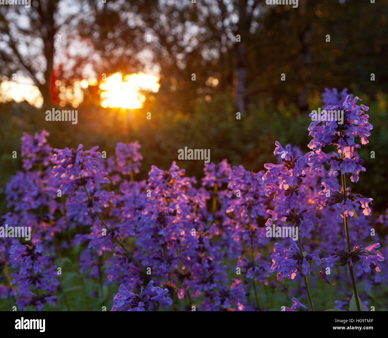 Purple flowers in closeup, macro and backlight. Common flower in the ...