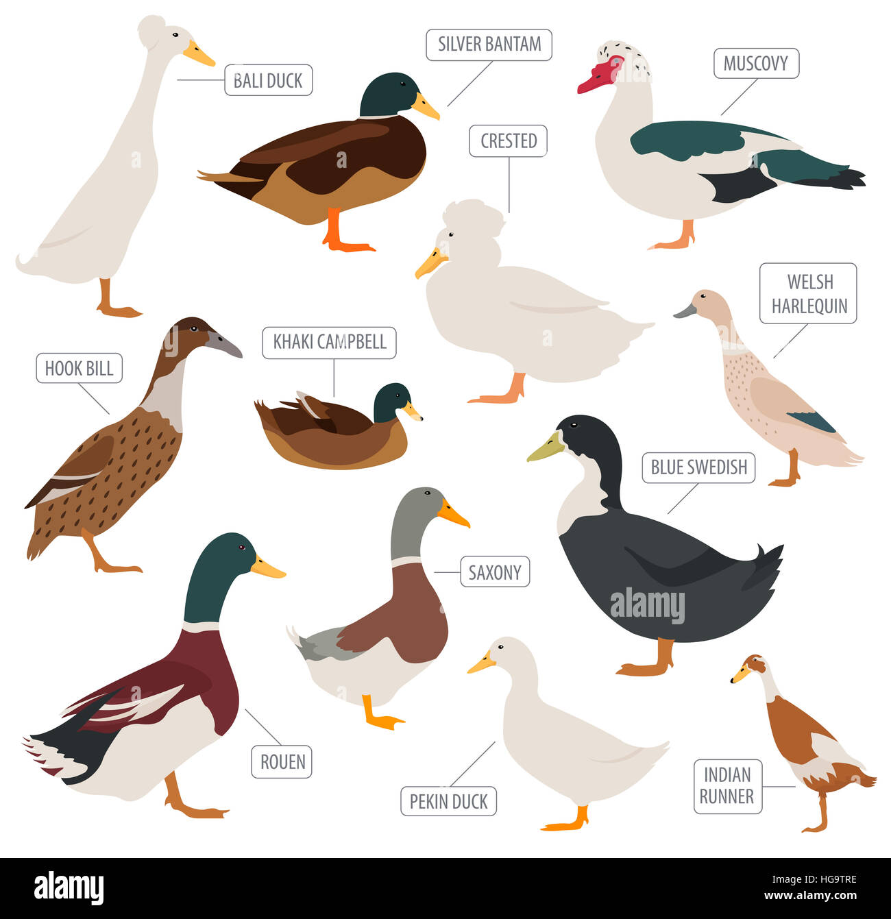 Poultry farming. Duck breeds icon set. Flat design. Vector illustration Stock Photo