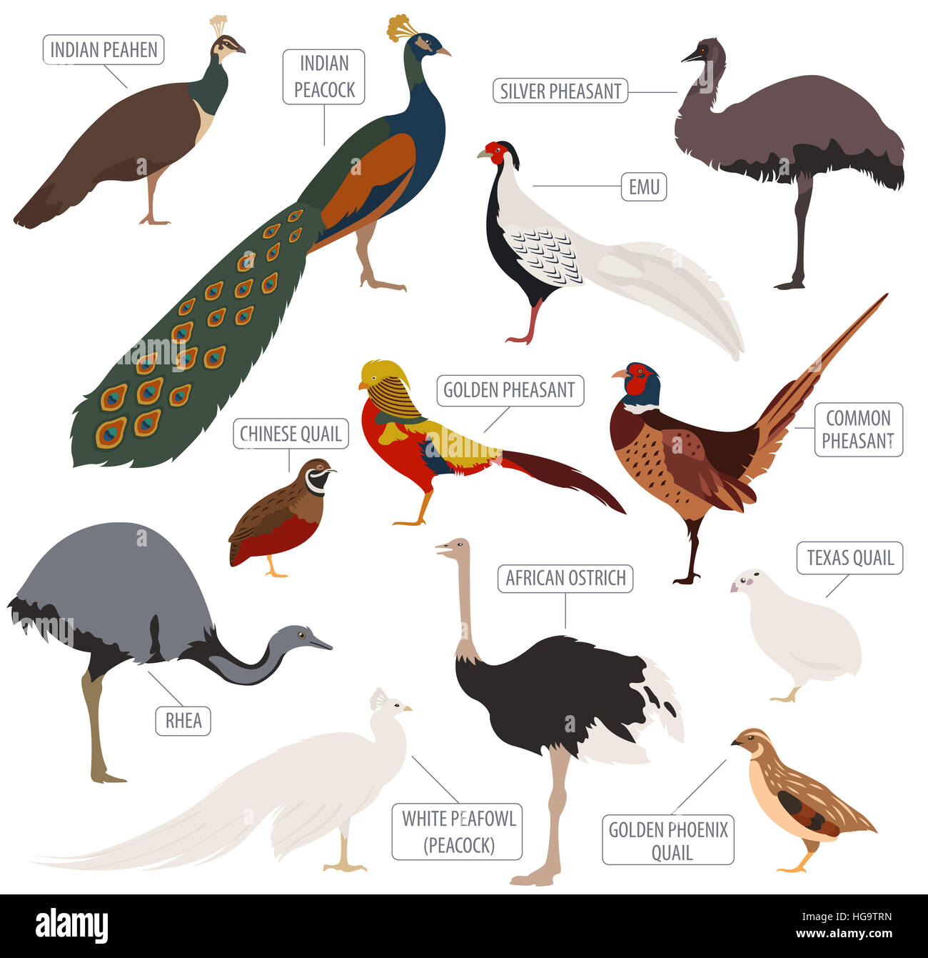 Poultry farming. Peafowl, ostrich, pheasant, quail breeds icon set. Flat design. Vector illustration Stock Photo