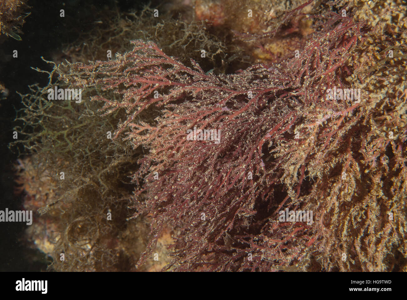 Amphiroa cryptarthrodia(sin. A. rubra), Lithophylloideae, Corallinales, Rhodophyta, Tor Paterno marine protected area, Italy Stock Photo