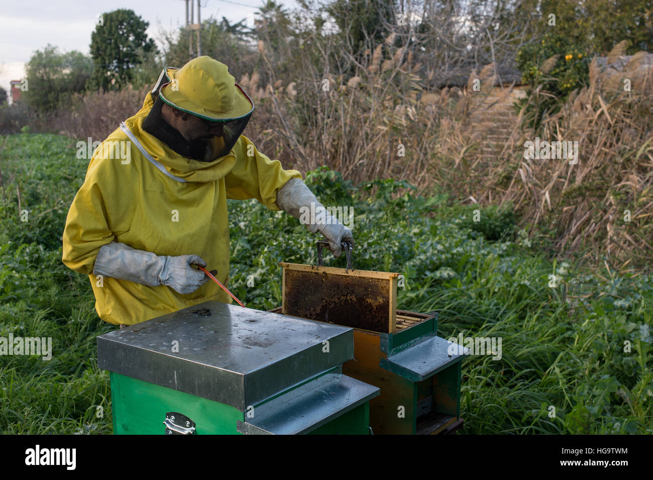 Biological beekeeper of Apis mellifera, Pontinia, Agro  Pontino, Lazio, Italy Stock Photo