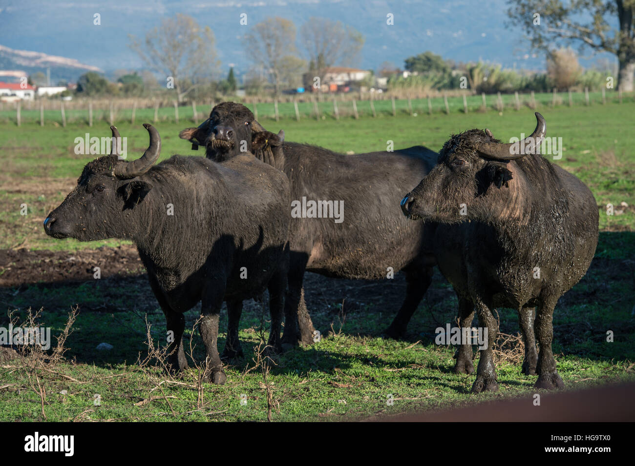 Italian buffaloes, Bubalus bubalis, Bufalidae, Pontinia, Lazio, Italy Stock Photo