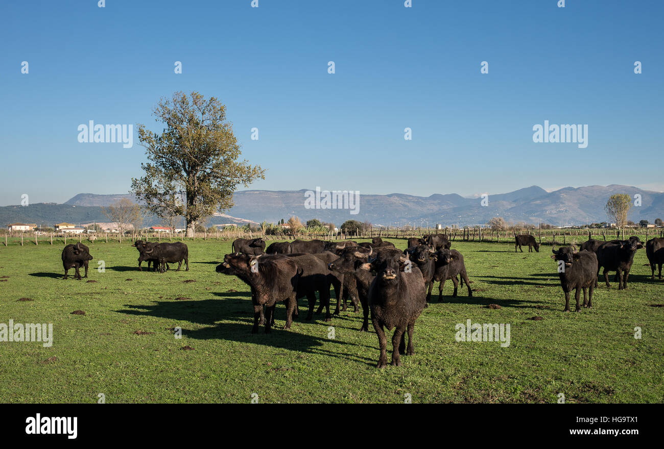 Italian buffaloes, Bubalus bubalis, Bufalidae, Pontinia, Lazio, Italy Stock Photo