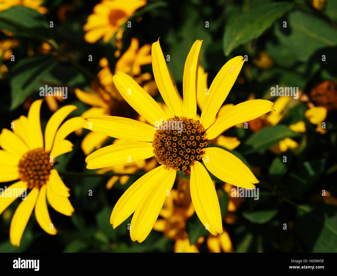False sunflower, rough oxeye Heliopsis helianthoides Stock Photo Alamy
