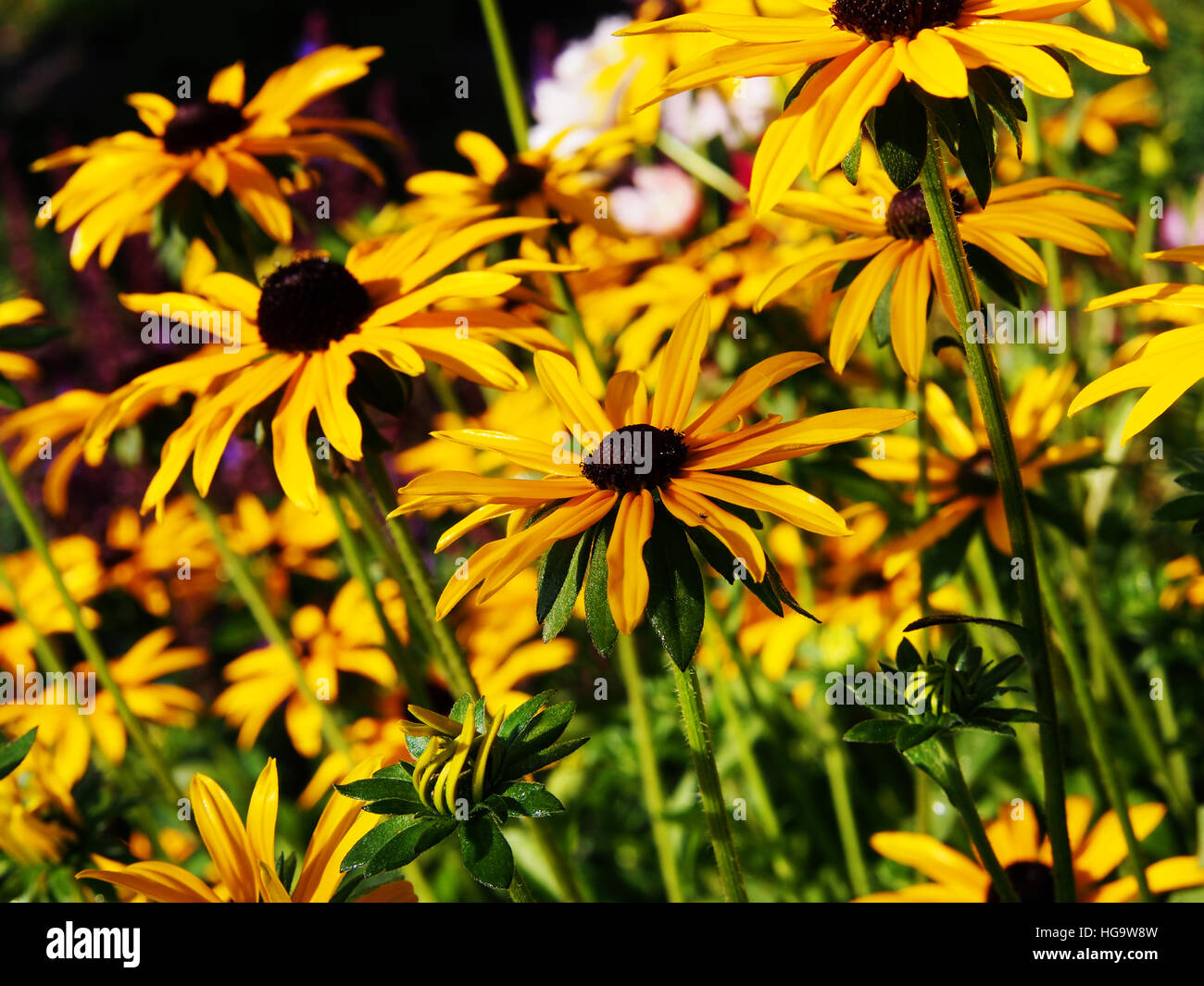 Rudbeckia fulgida 'Goldstrum' (orange coneflower)  in full bloom Stock Photo