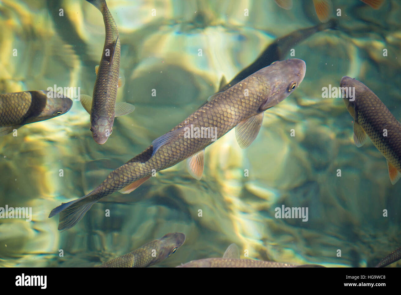 Plitvice lakes national park fish in clean turquoise water Stock Photo