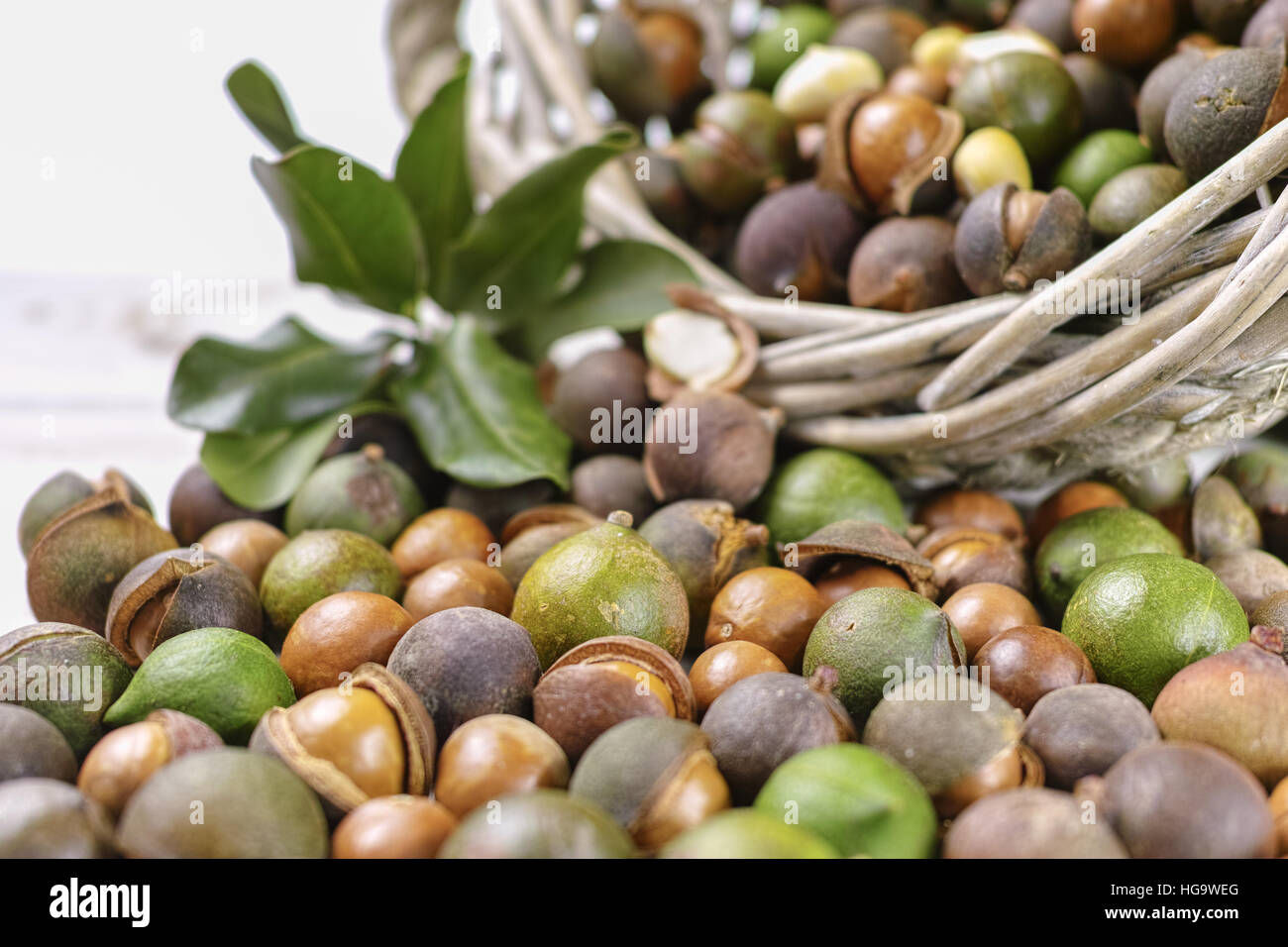Macadamia nuts harvest close up Stock Photo Alamy