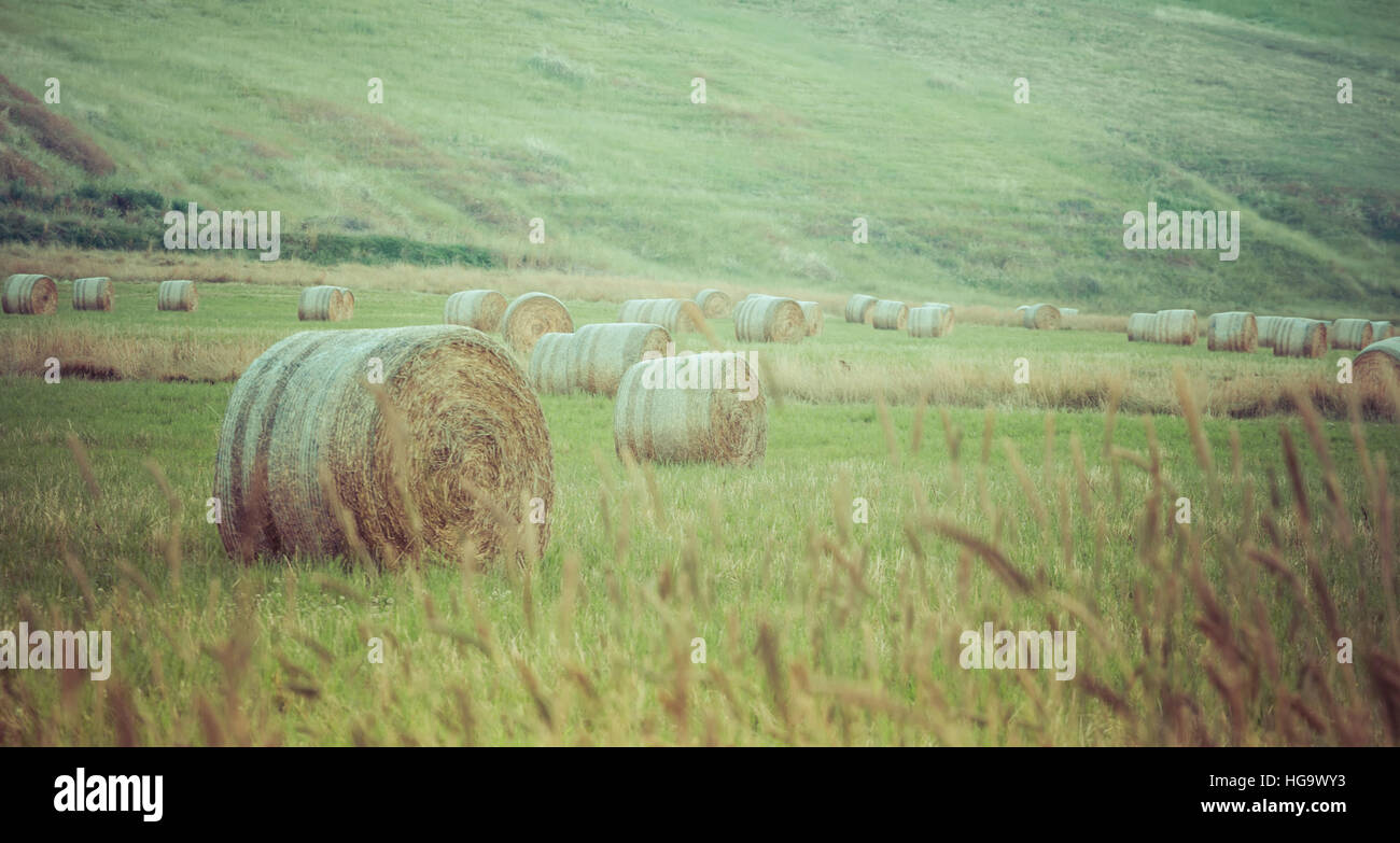 Hay bales scattered in a field after harvest Stock Photo - Alamy
