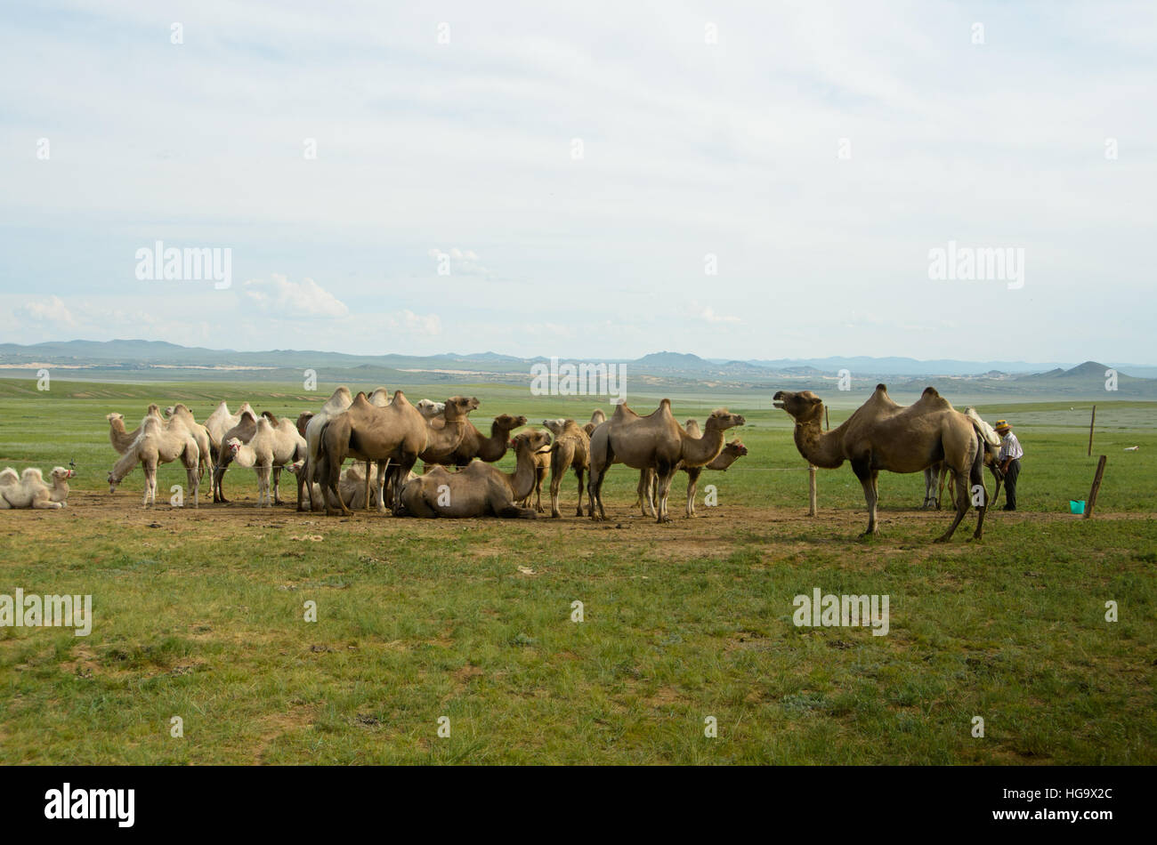 Domesticated camels can be seen in the countryside of Mongolia. Stock Photo