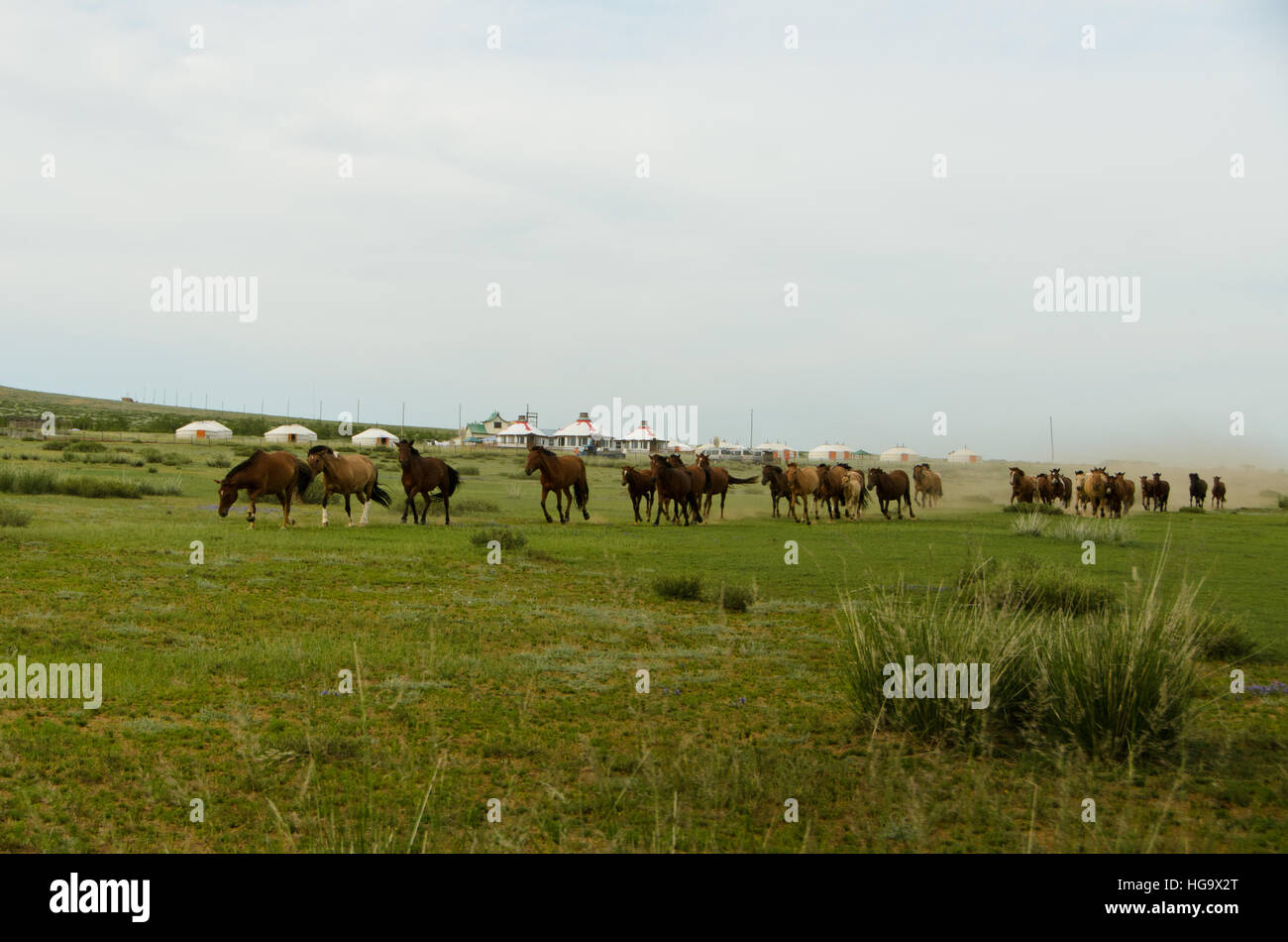 Horses running near the Hayor Zagal Tourist Camp. Stock Photo