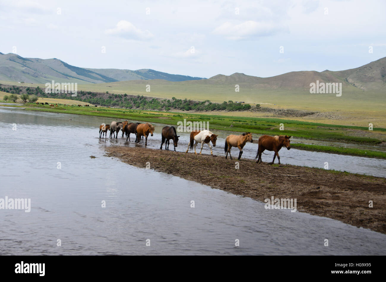 Mongol horses crossing the Delgermurun river. Stock Photo