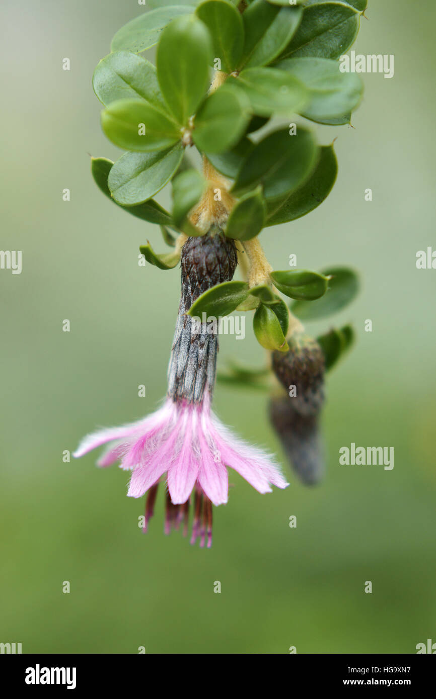 Barnadesia caryophylla Stock Photo