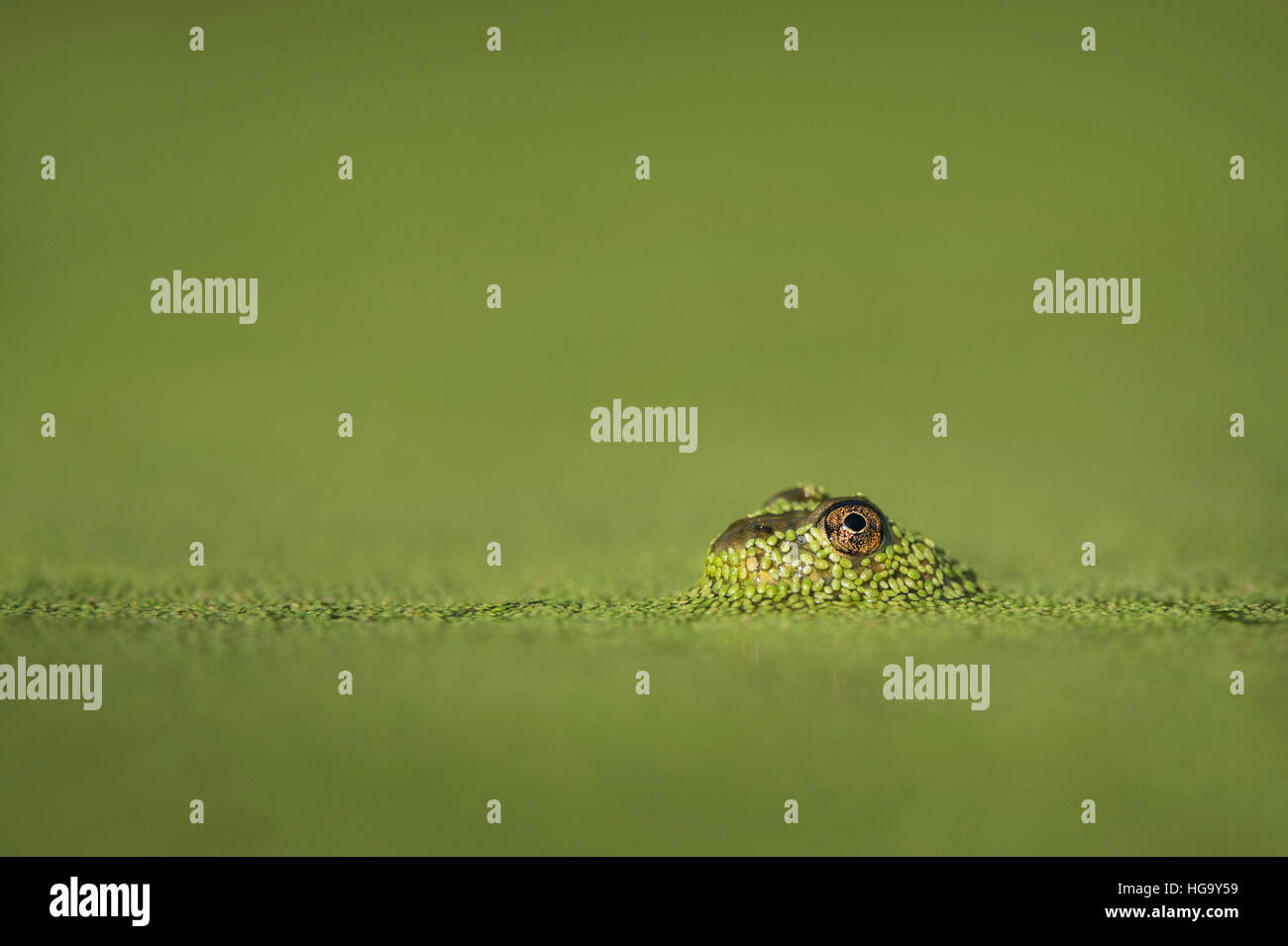 A small frog surfaced through the bright green duckweed to reveal its large eye. Stock Photo